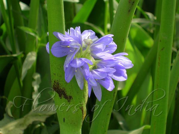 Arrow Leaf Pondweed